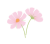 透過・コスモスのイラスト　秋9月1011月手書き手描きワンポイントカットかわいい