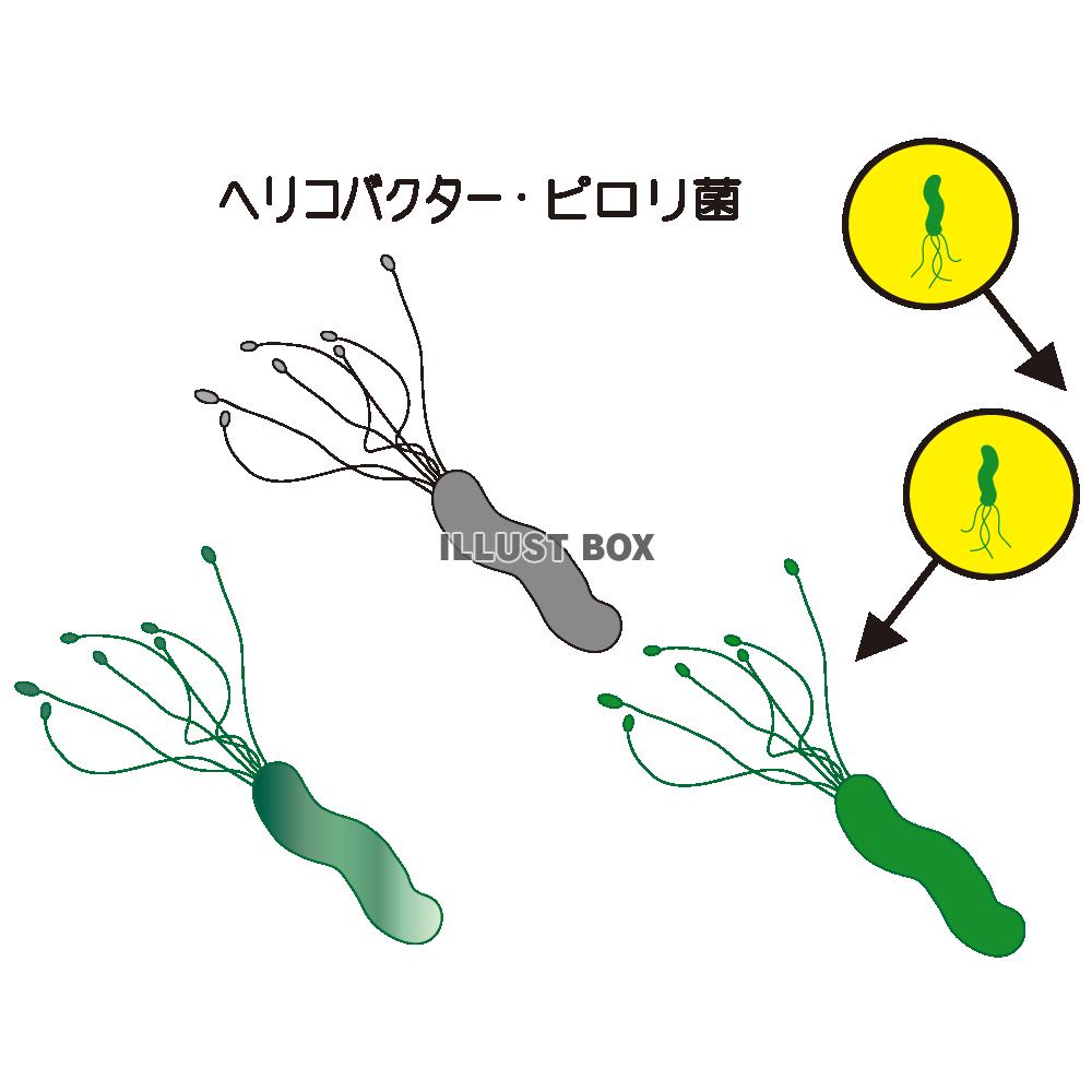 ヘリコバクターピロリ菌の説明用アイコンセット