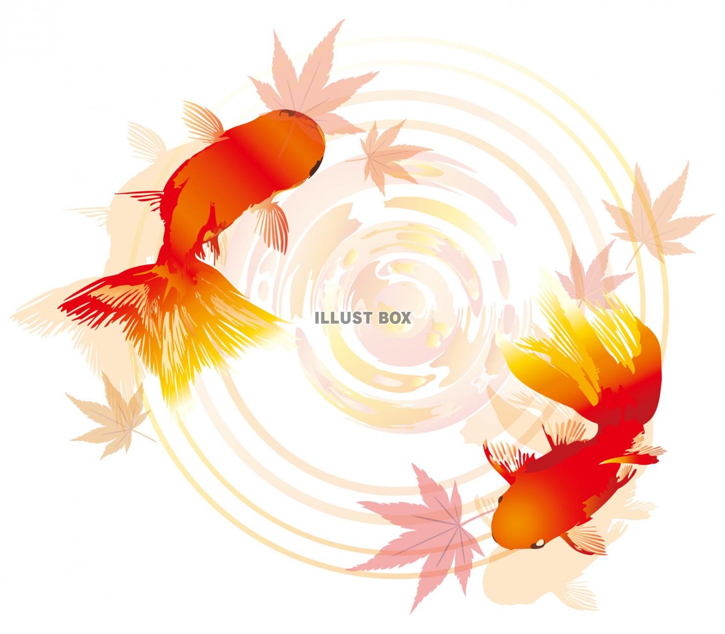 無料イラスト 金魚紅葉もみじモミジ水面生き物魚赤波紋飾り装飾10月11月和
