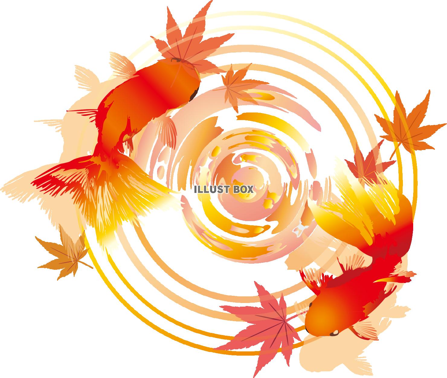 無料イラスト 金魚紅葉もみじモミジ水面生き物魚波紋飾り装飾10月11月和風