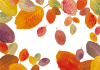 紅葉背景枯葉落葉秋冬シルエット10月11月12月壁紙ポストカードデザイン植物枠赤