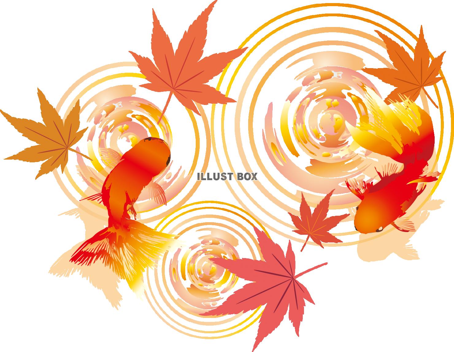 紅葉金魚秋冬10月11月もみじ