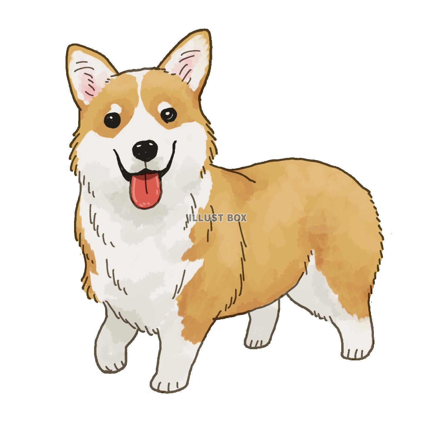 イラスト コーギー