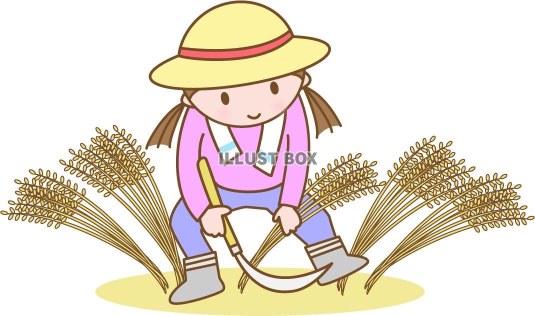 稲刈りをする女性