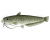 ナマズ　透過PNG