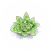 ふきのとう