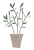 透過・雑貨風の観葉植物イラスト　おしゃれオリーブかわいいシンプル北欧