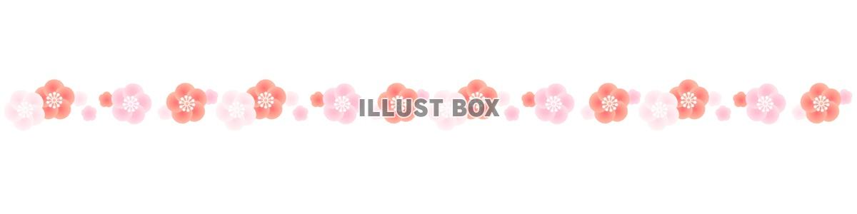 梅の花のライン