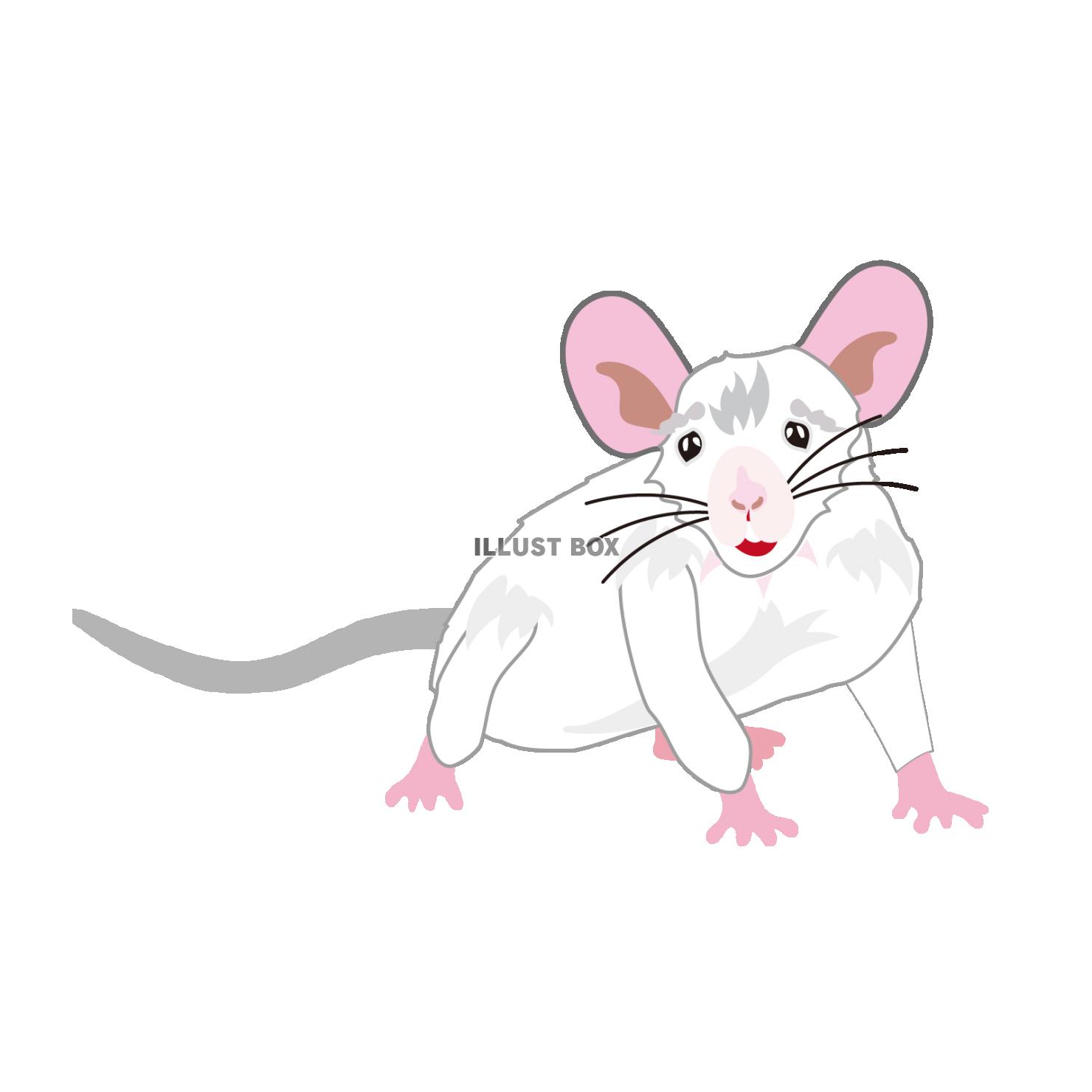 白ネズミの可愛いイラスト　2020年子年の年賀状素材