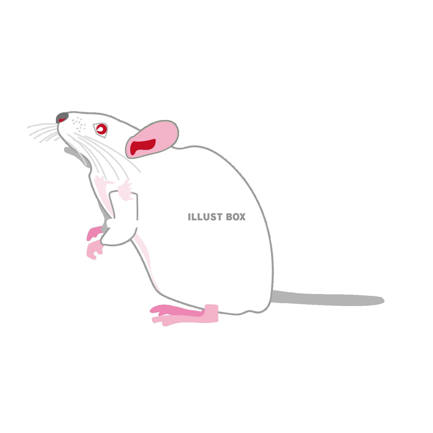 無料イラスト ネズミの可愛いイラスト 2020年子年の年賀状素材
