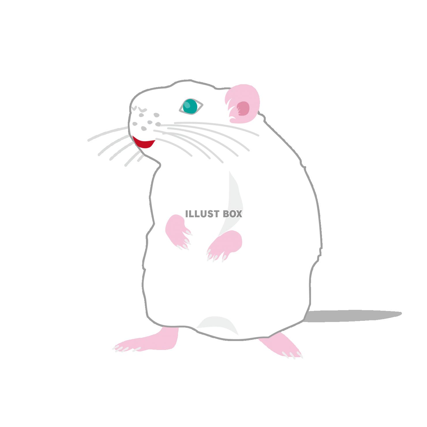 無料イラスト 可愛い白ネズミのイラスト年賀状素材