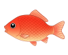 金魚（ワキン）　透過PNG