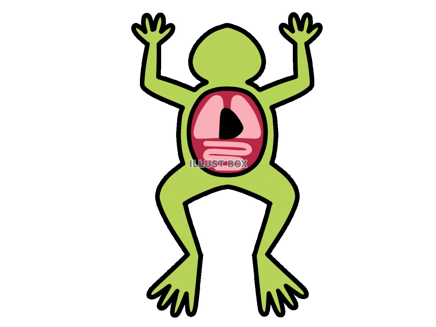 無料イラスト 蛙の解剖図