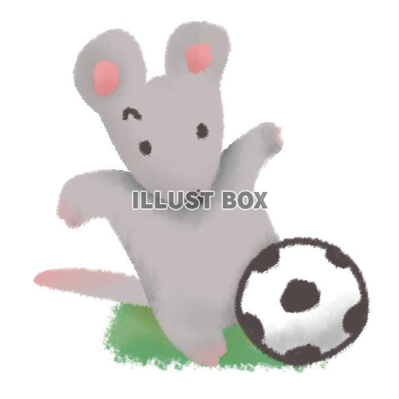 サッカーするネズミ