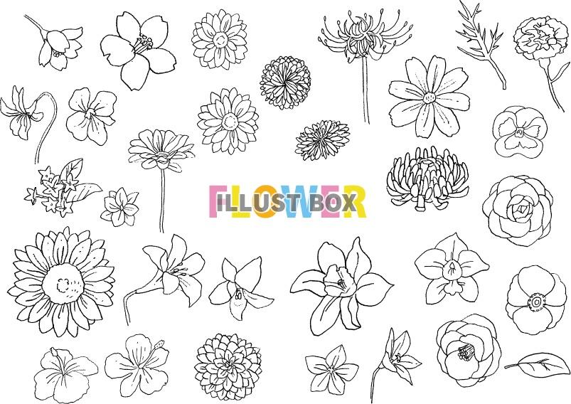 Flower イラスト無料