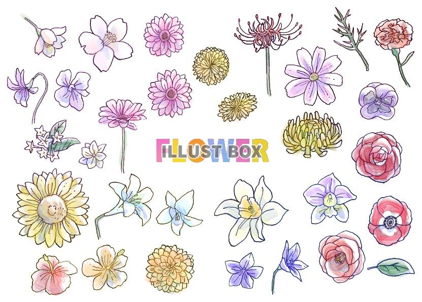 Flower イラスト無料