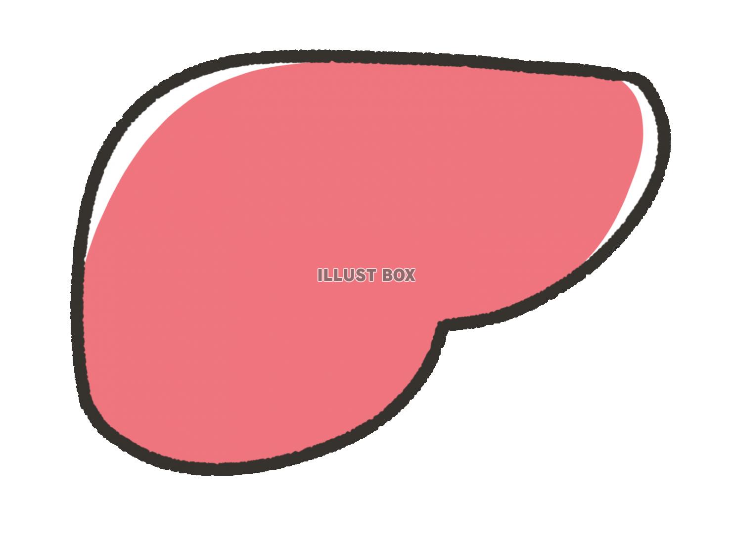 無料イラスト 手描きのシンプルな肝臓