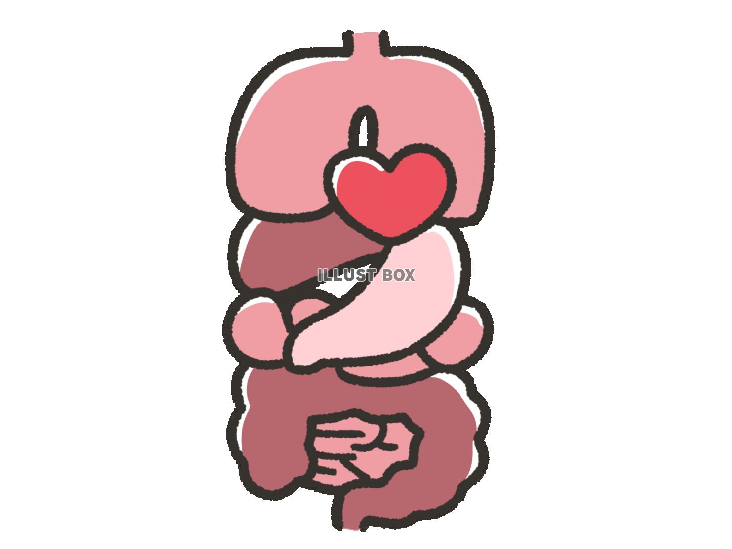 シンプルな手描きの内臓