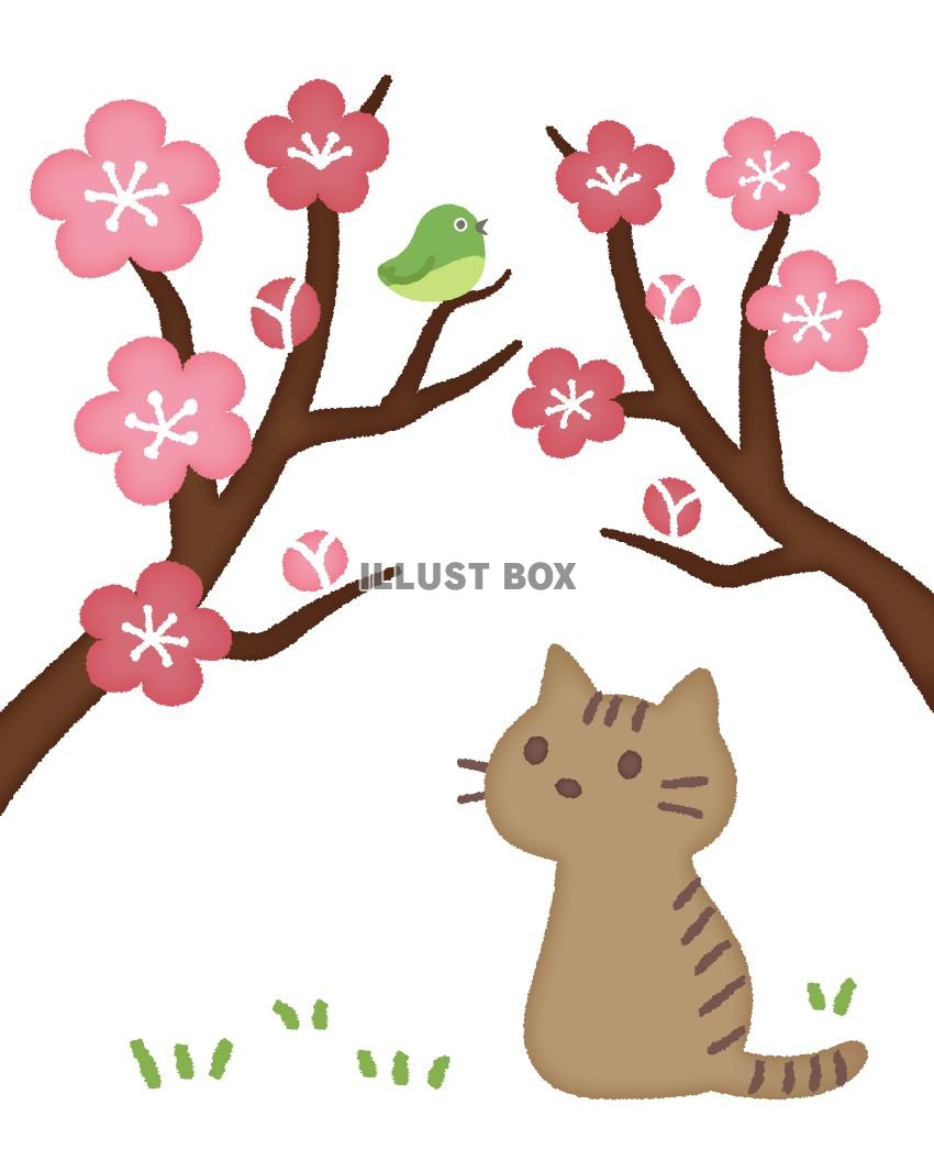 無料イラスト 猫と梅の花