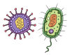 ウイルスと細菌