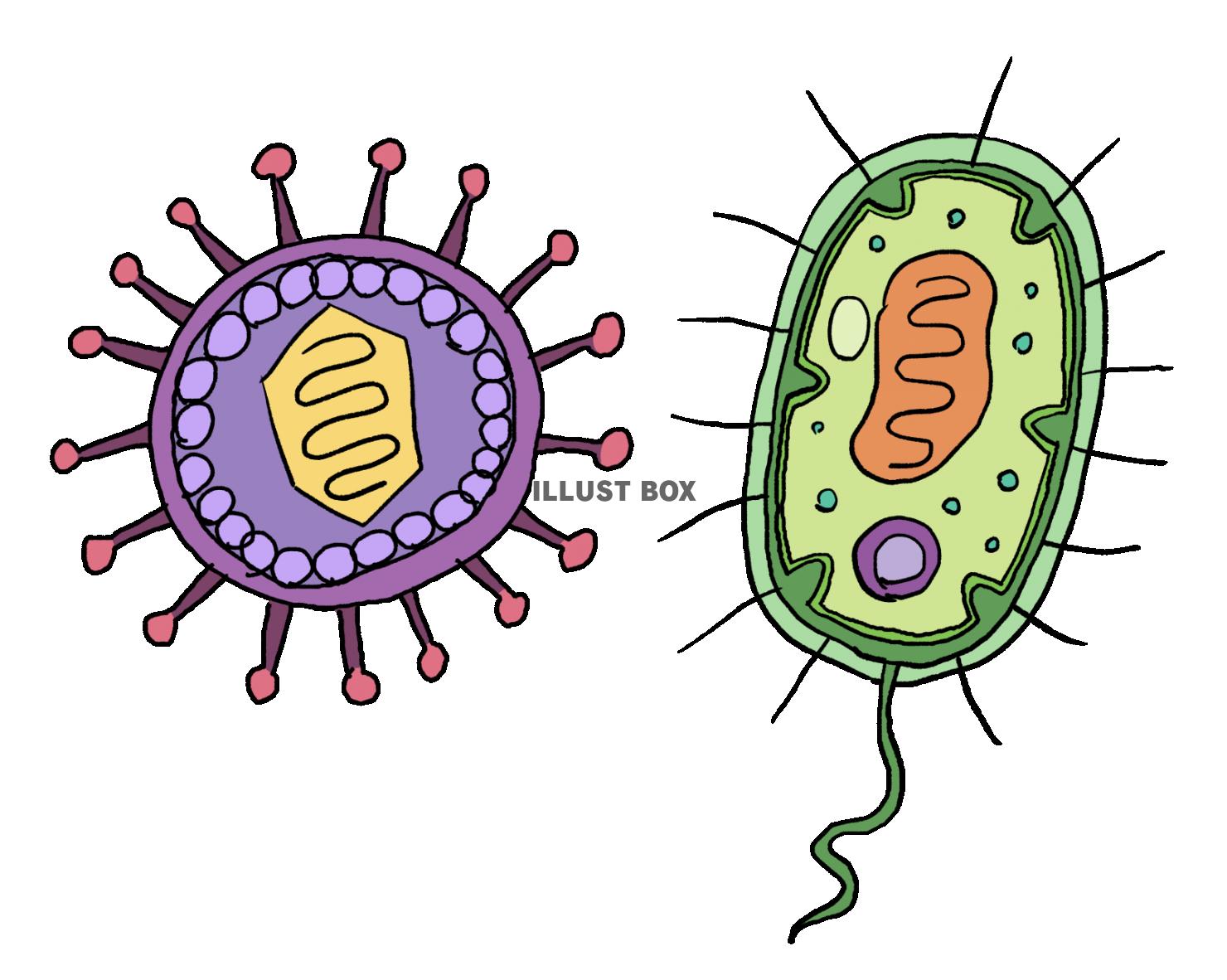 ウイルスと細菌