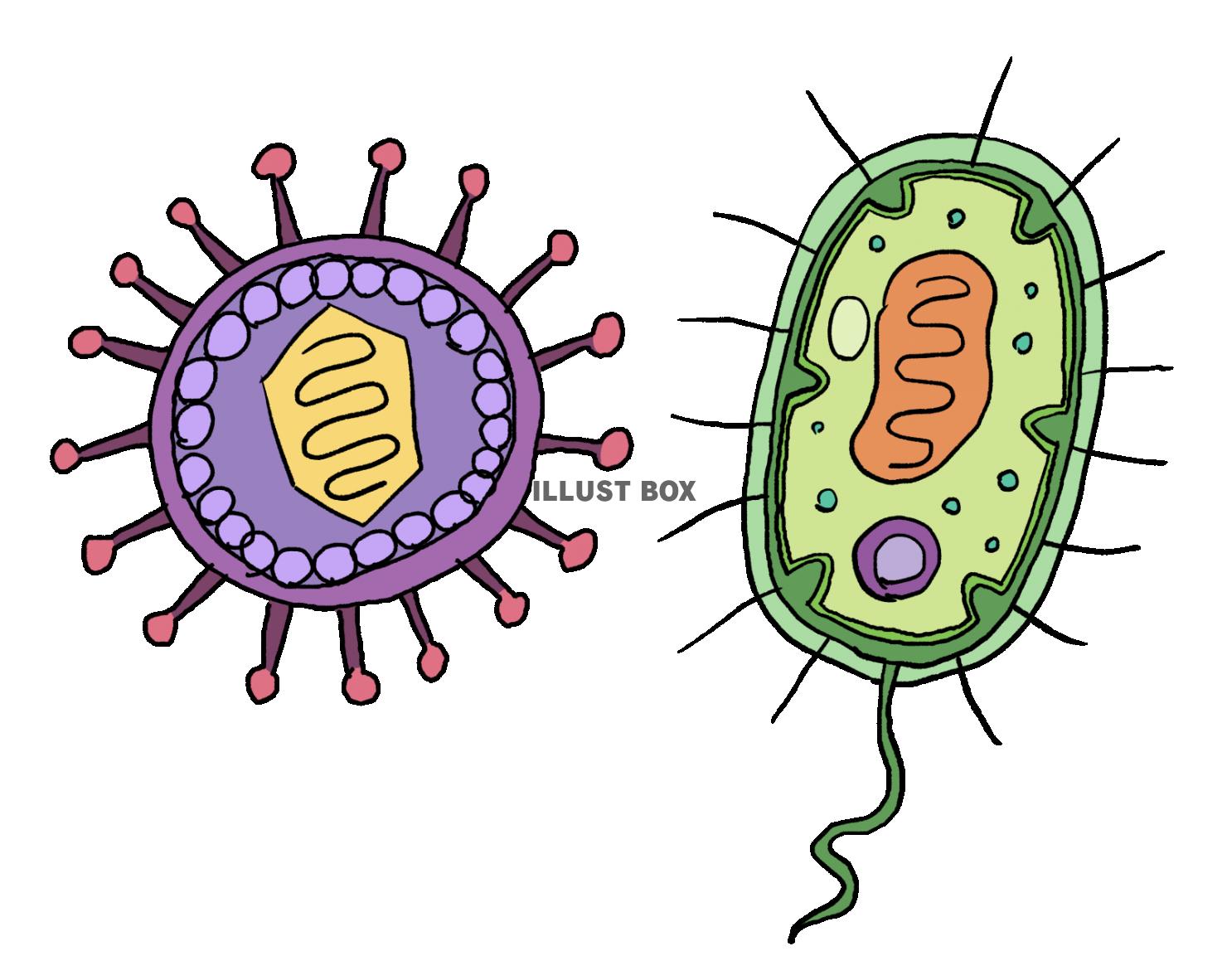 無料イラスト ウイルスと細菌