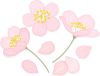 桜の花のイラスト