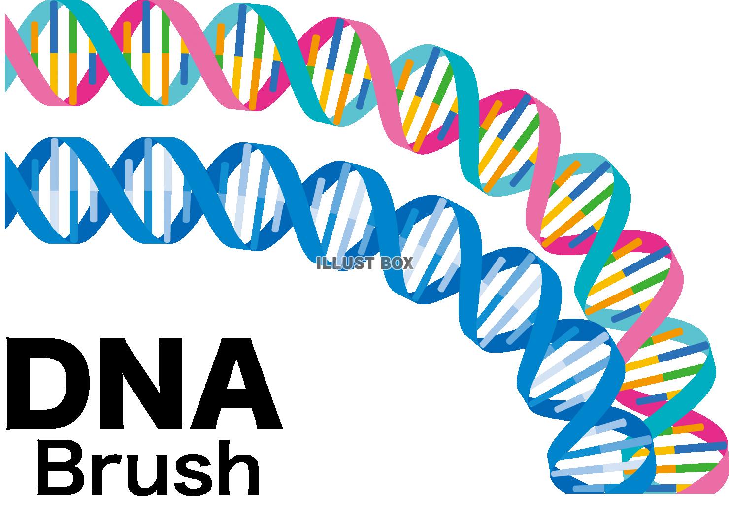 無料イラスト Dna 遺伝子 イラレ用ブラシ