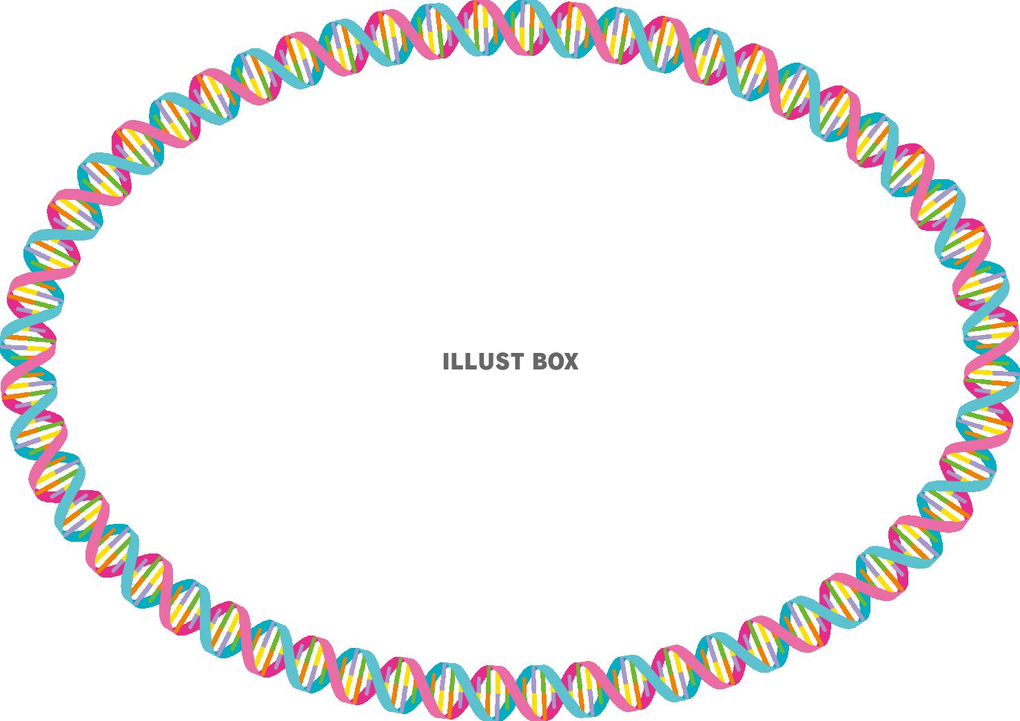DNA　遺伝子　二重らせん　フレーム