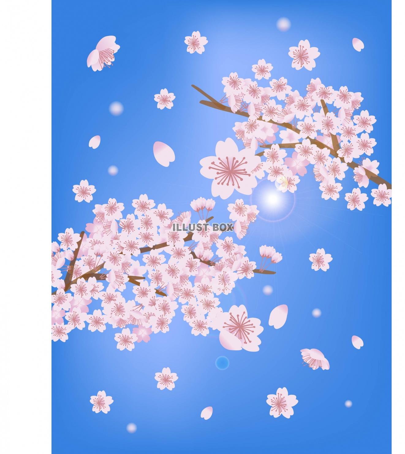 下から見た桜☆縦