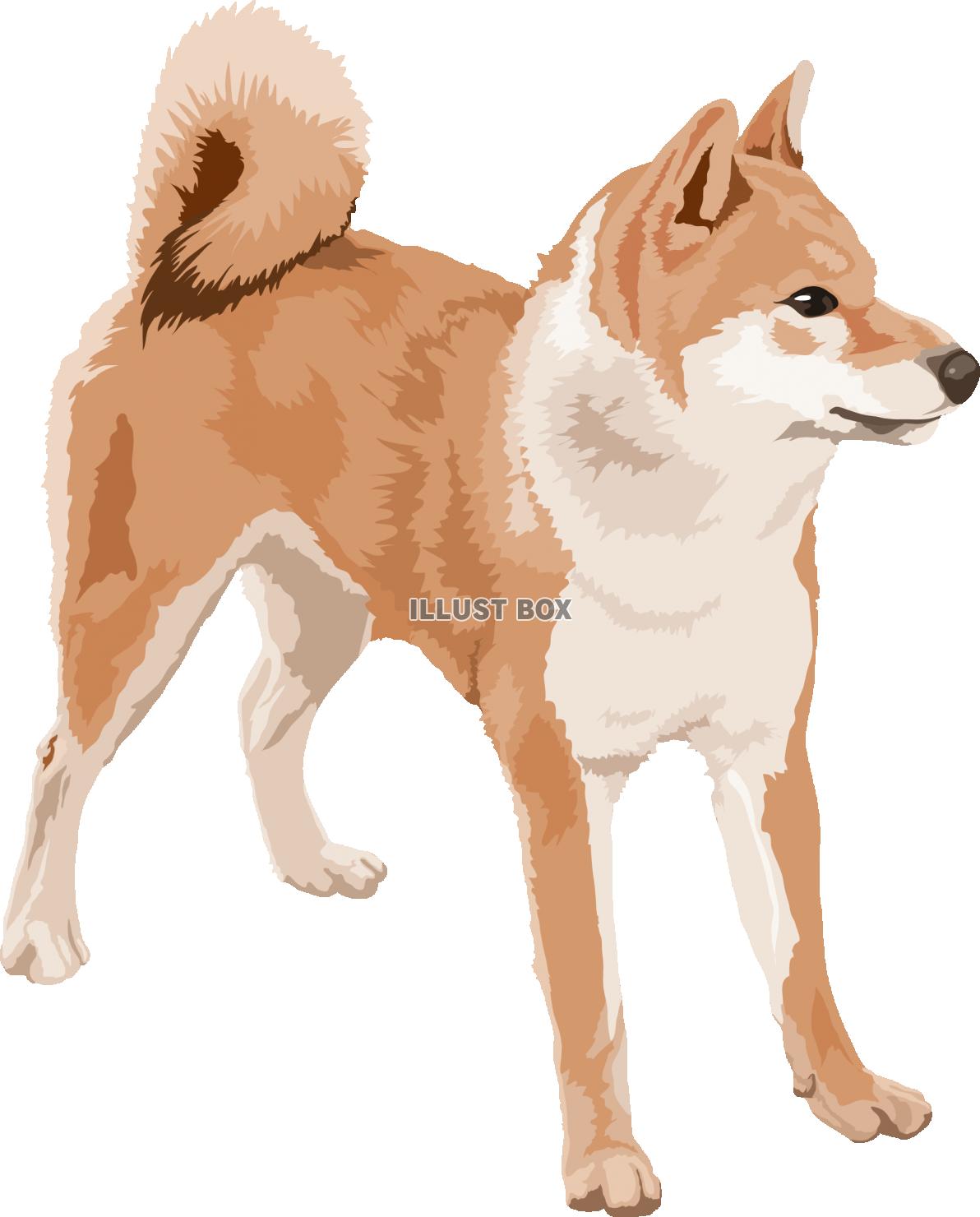 柴犬 イラスト無料