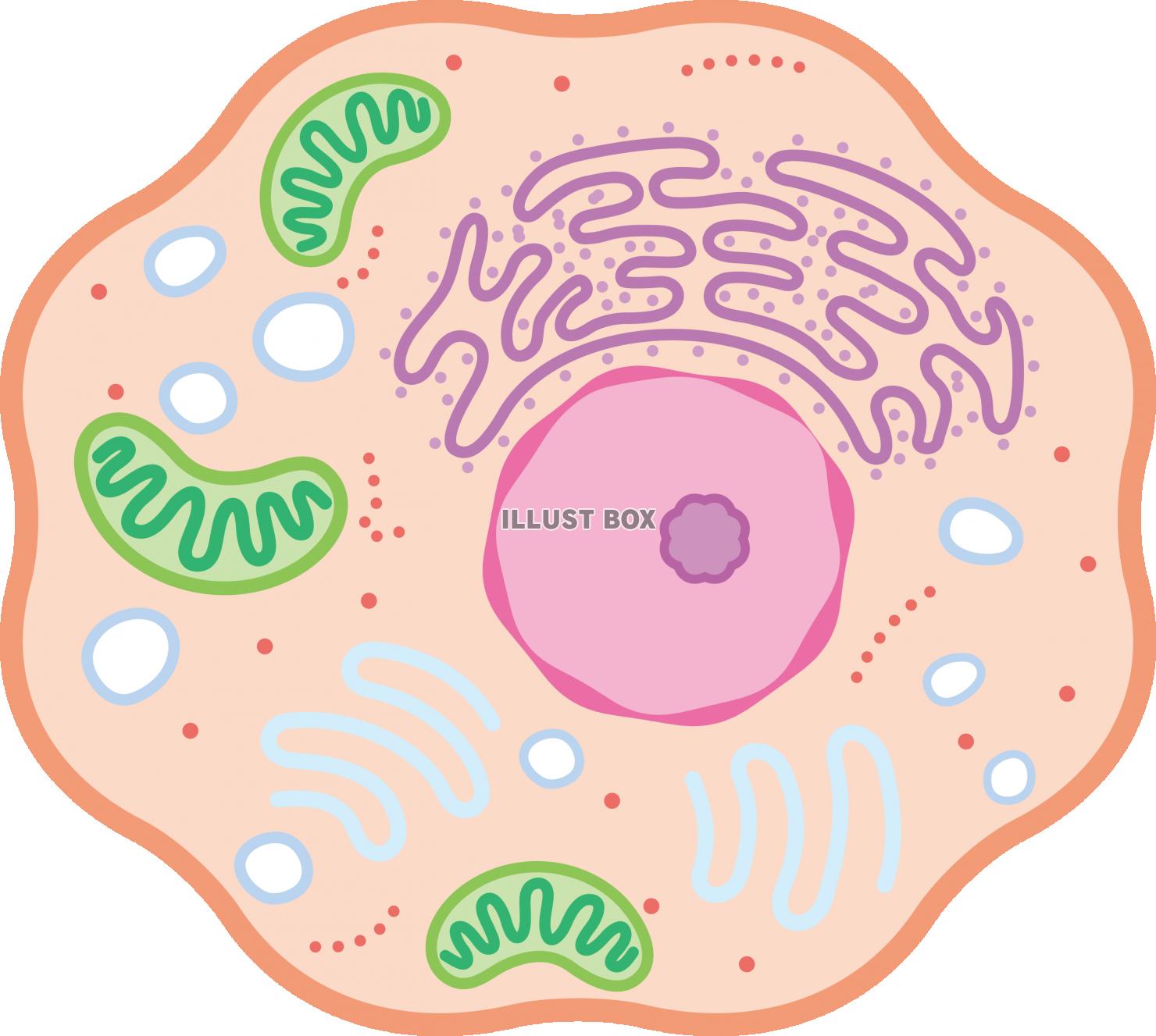 無料イラスト 細胞