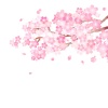 桜の枝