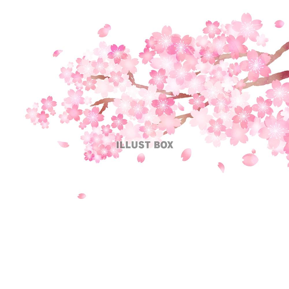 無料イラスト 桜の枝