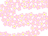 桜の花模様壁紙シンプル背景素材イラスト。透過PNG