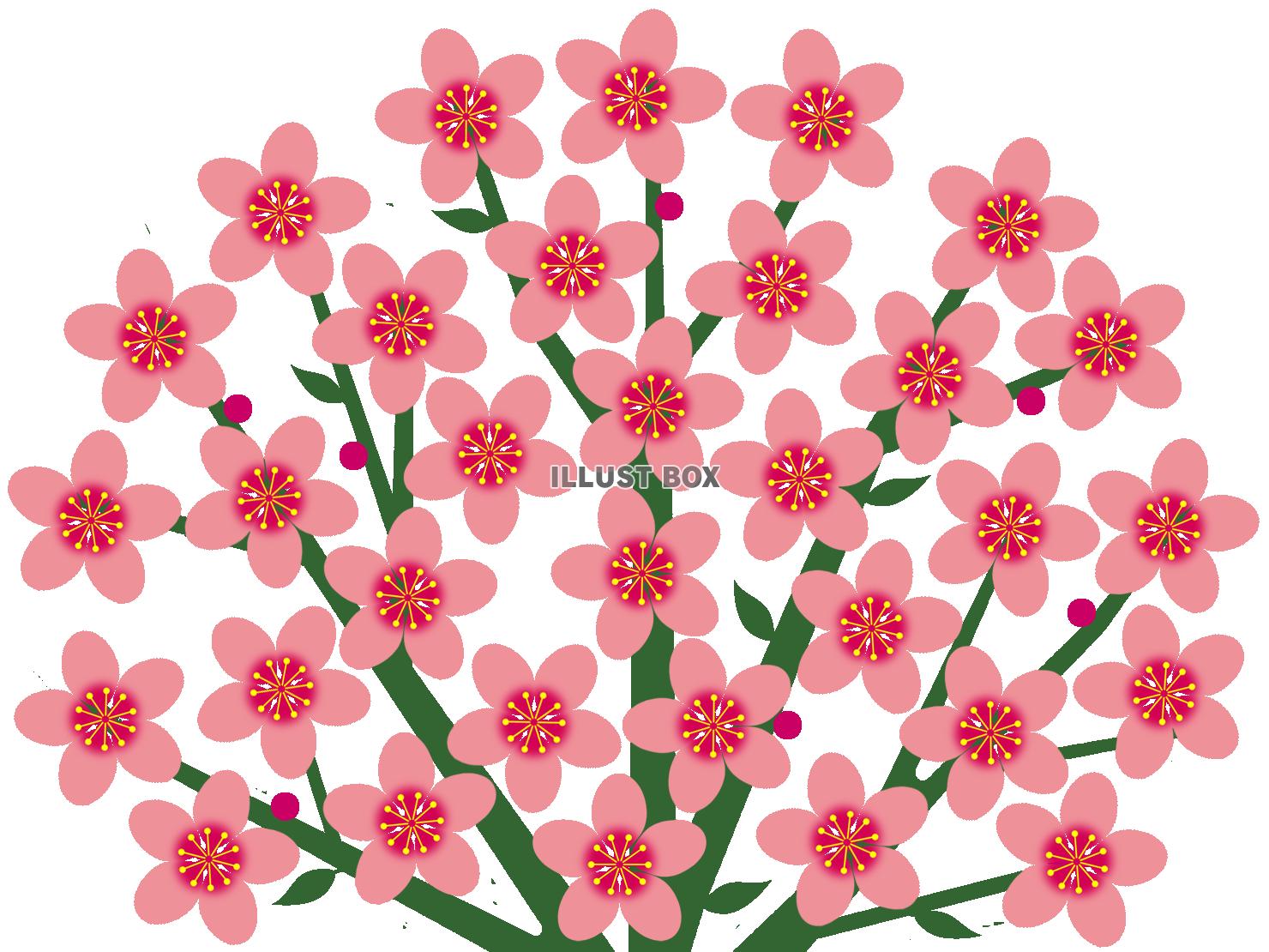 桃の花模様壁紙シンプル背景素材イラスト。透過PNG