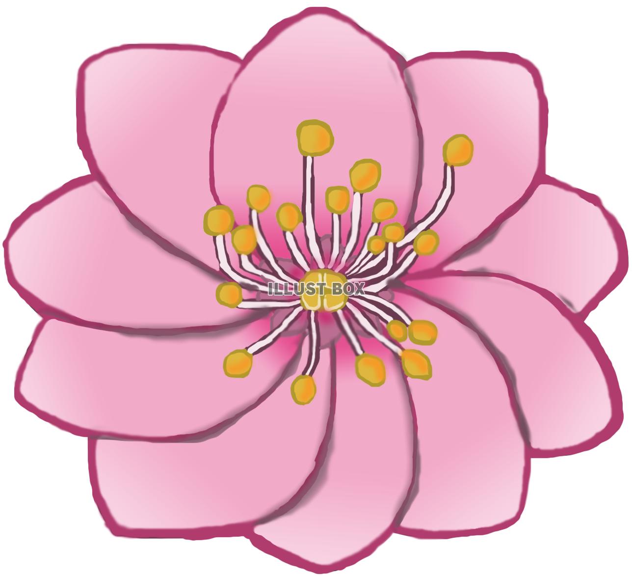 無料イラスト 桃の花a Png