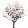 満開　桜の木
