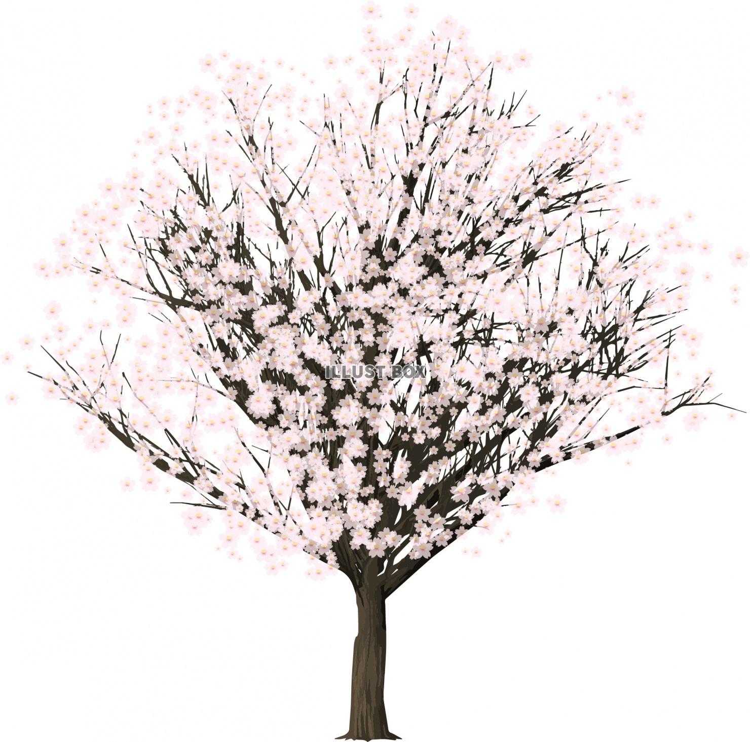 無料イラスト 満開 桜の木