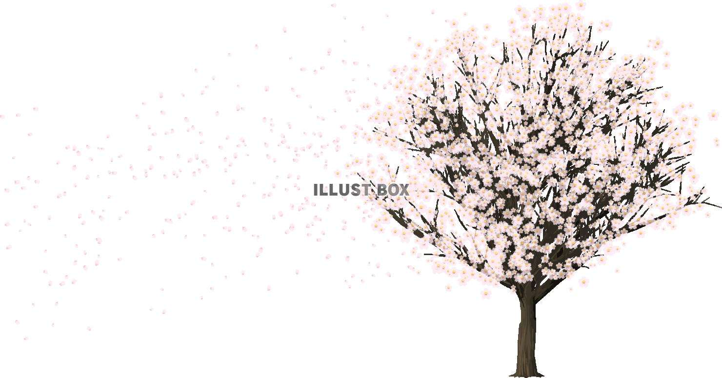 無料イラスト 満開 桜の木 花吹雪