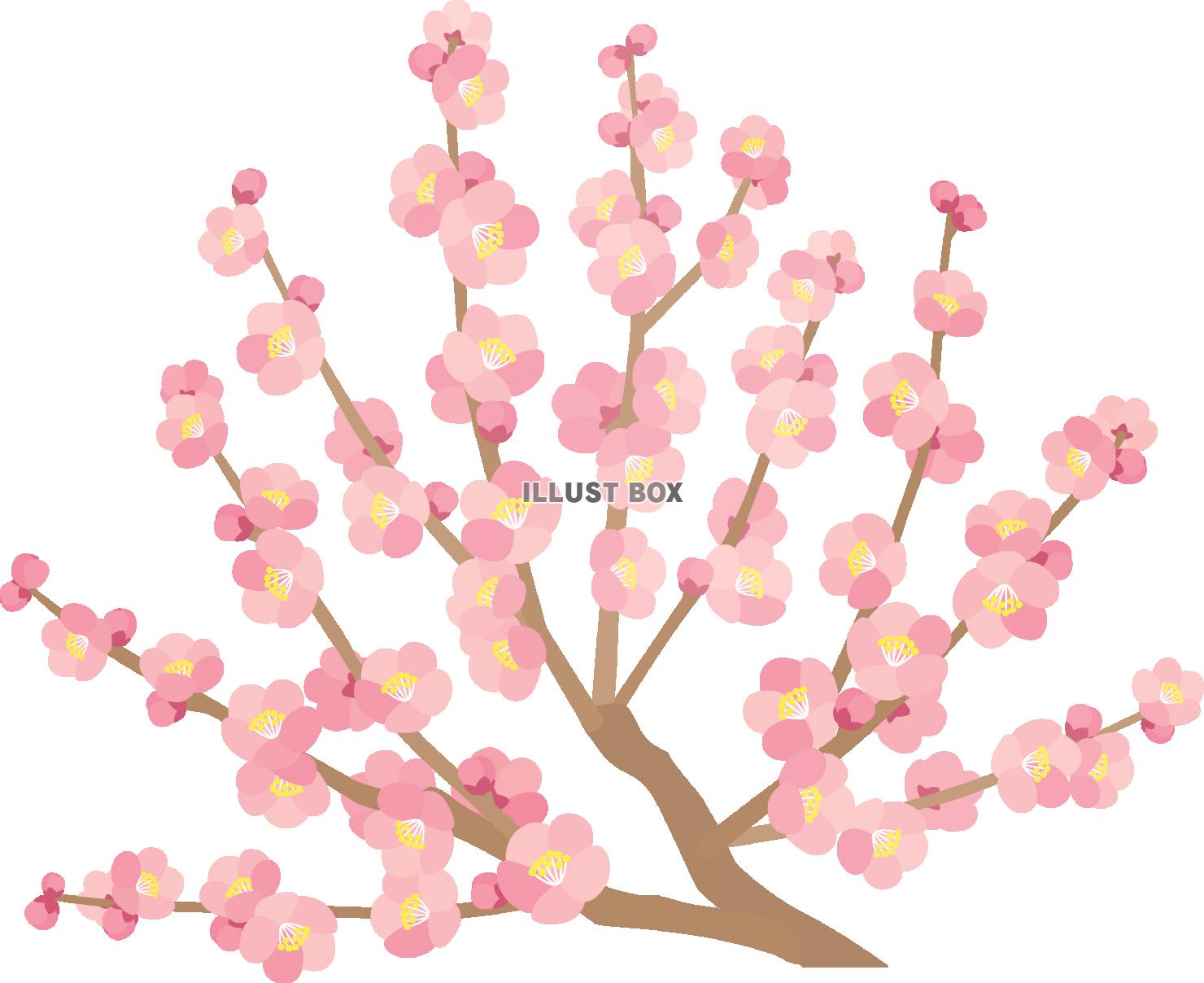 無料イラスト 桃の花