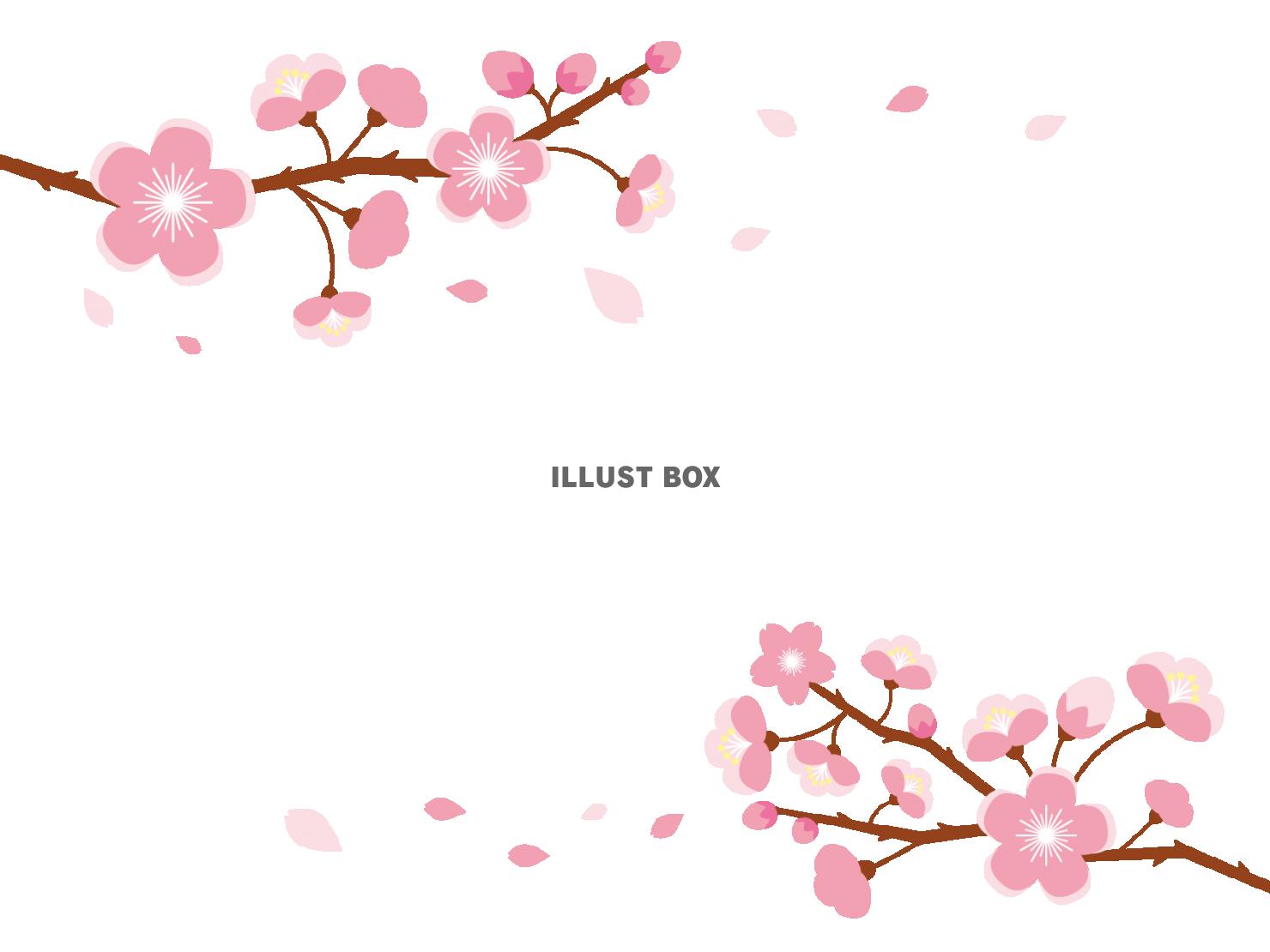 桜の枝のイラスト【透過PNG】