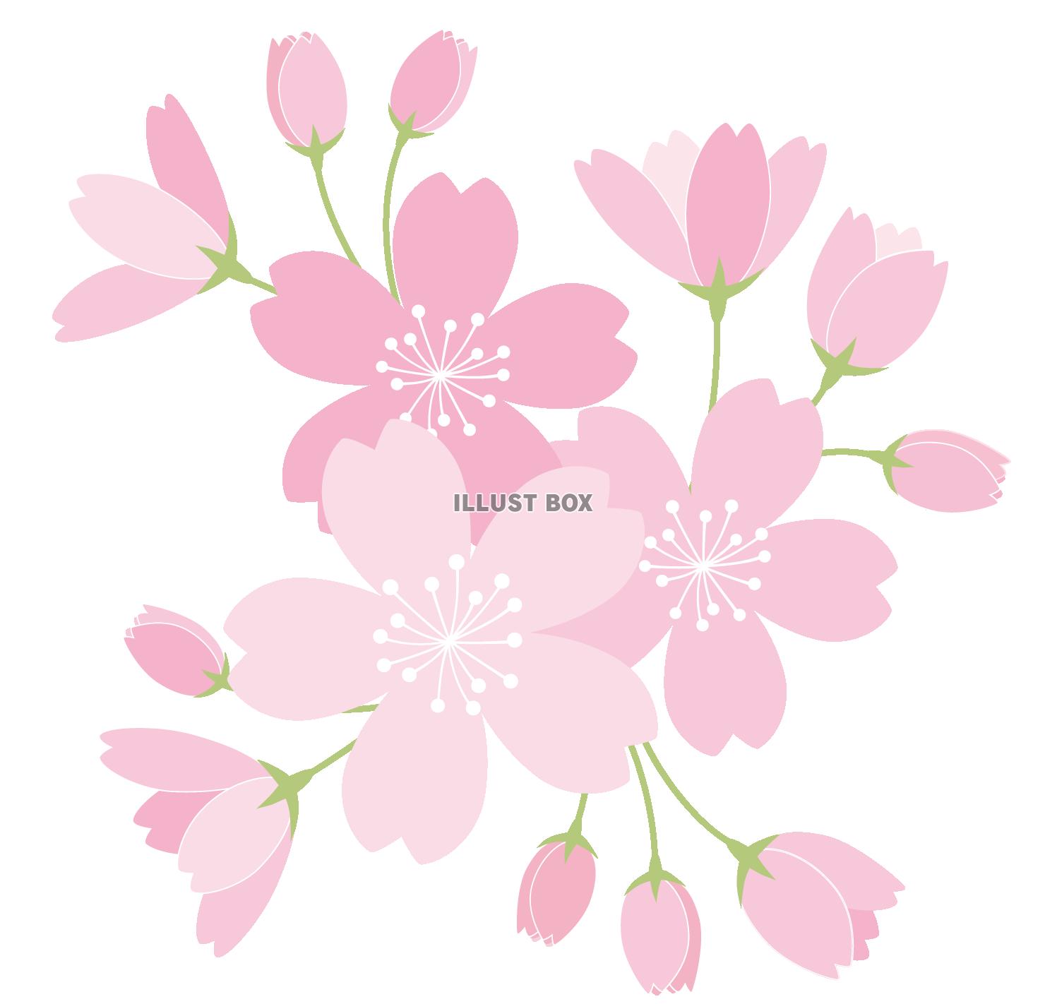 透過・シンプルな桜のイラスト　カット春サクラ花3月4月