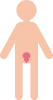 膀胱　前立腺　内臓　器官　人体　アイコン