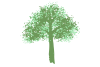 緑の木