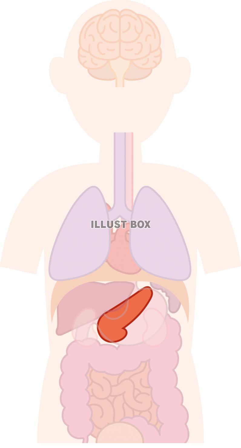 膵臓 イラスト無料