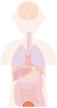 膀胱　内臓　器官　人体