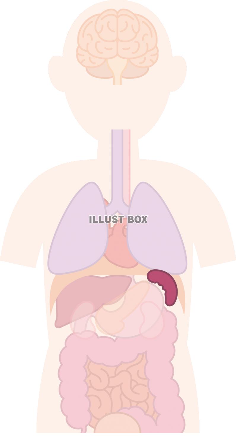 ひ臓　内臓　器官　人体