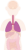 肺　内臓　器官　人体