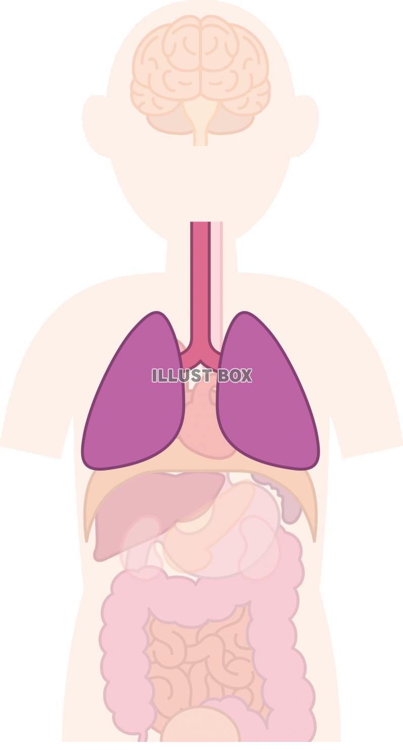 肺　内臓　器官　人体